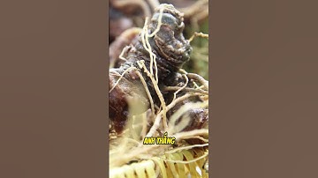 Sâm ngọc linh giá 860 triệu #shorts #tintuc