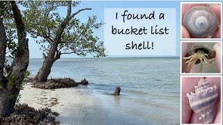 Virtual shelling ~ I find a bucket list shell! Hunting for tiny shells and beach critters.