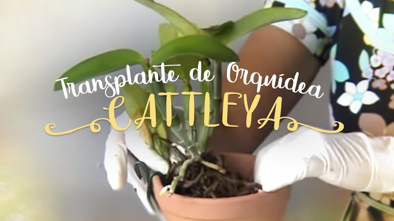 Como Cuidar de Orquídeas - Transplante de Cattleya Como Cuidar de Orquídeas - Transplante de Cattleya