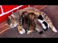 Mom cat feeding five cute meowing kittens