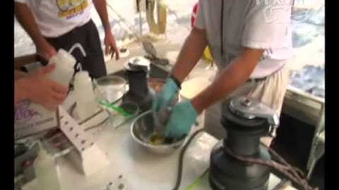 1,5 triệu động vật trên đại dương chết vì rác nhựa mỗi năm