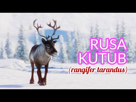 Video: Rusa kutub di tundra: spesies, penerangan