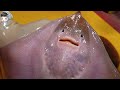 KOREAN STREET FOOD STINGRAY SASHIMI SEAFOOD KOREA 포항 송도 활어회센터 가오리회 180321 