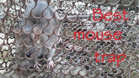 Best mouse trap | Bẫy chuột hiệu quả và cái kết