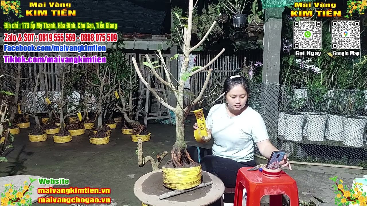 Phôi Mai Thủ Đức Giá Rẻ Bao Ship Bao Sống Toàn Quốc - Mai Vàng Kim Tiền Chợ Gạo