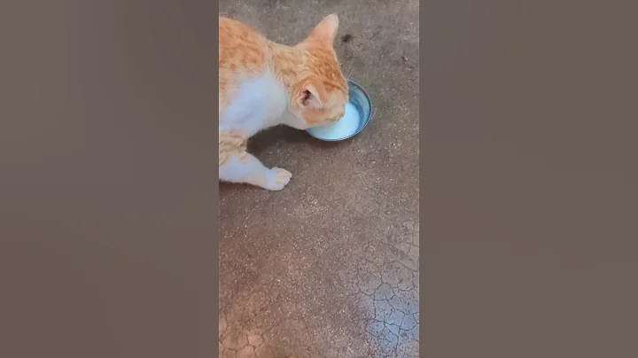 cute cat drinking milk...#cat #shorts #petlover #catpet #funny #shortvideo #viralvideo #viralshorts