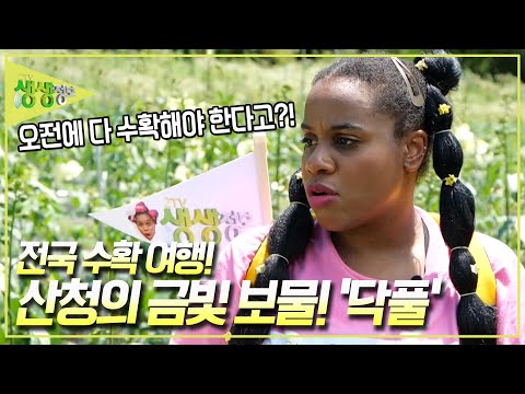 산청의 금빛 보물을 수확하러 떠난 <strong>엘로디</strong>! 긍정 에너지 <strong>엘로디</strong> 표정이 굳어버린 이유는? [2TV 생생정보] KBS 240712 방송