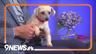 Sweet Maltese Shih Tzu puppy needs a forever home