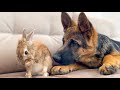 German Shepherd Puppy Reacts to how the Bunny Washing His Face