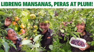 LIBRENG PITAS NG PRUTAS SA KAPITBAHAY!!! MANSANAS, PERAS AT PLUM. PICKING APPLES, PEARS & PLUMS.