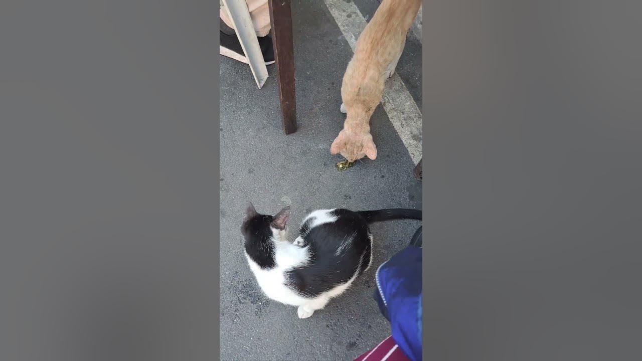 Amazing Stray Cats Eat Veggies YouTube amazing-stray-cats-eat-veggies-youtube