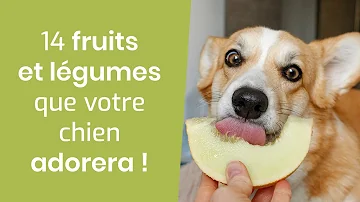 Est-ce que les courgettes sont bonnes pour les chiens