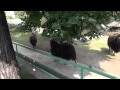 MOSCOW ZOO:MUSK-OX