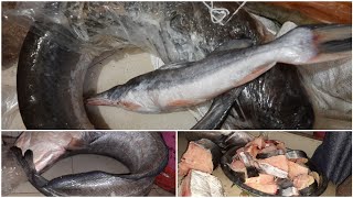 ১১ কেজির বোয়াল আর আইর মাছ আমি কিভাবে কাটলামfishcutting fishcurry