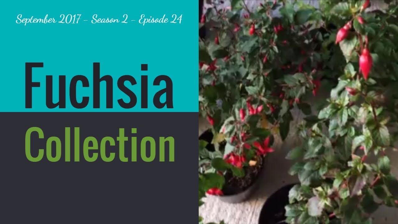 Spare time Gardening with Simon - Fuchsia Collection - Sep 17 S2 E24