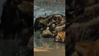 Wildebeest stuck in mud.