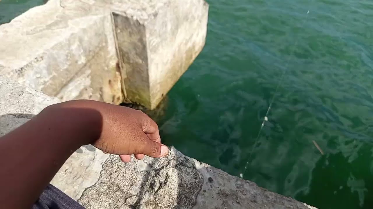 Panen Ikan Petek Di Dermaga Batu Kotaagung