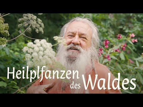 Heilpflanzen des Waldes