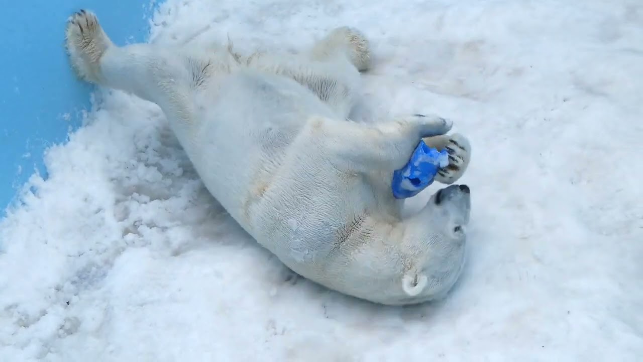 シャリシャリ触感