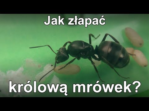 Wideo: Ile Nóg Ma Mrówka