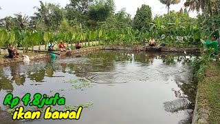 Mancing ikan bawal full strek dan tercepat..!