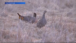 Rooster count up this year, ND Game and Fish reports