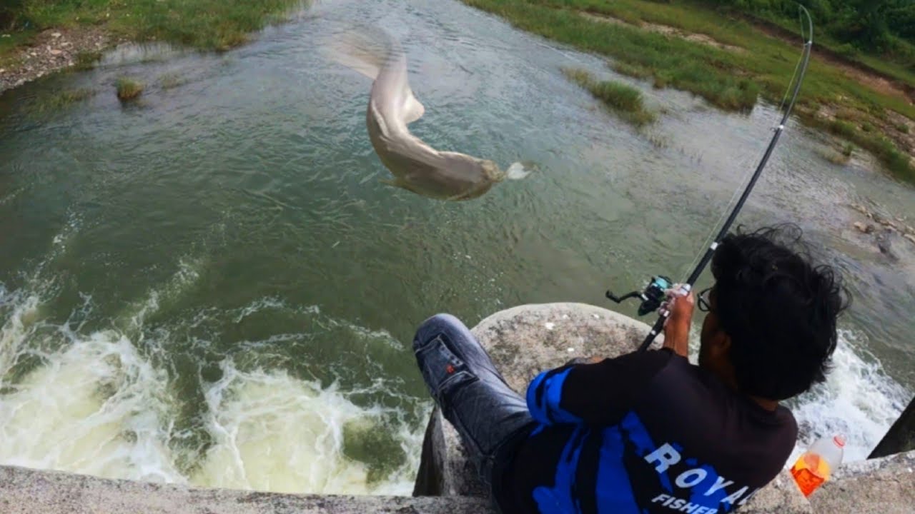 "Double Attack! 😱 Snakehead & Pathan Fish One Shot Catch 🎯 | Unbelievable Fishing Action 🎣"