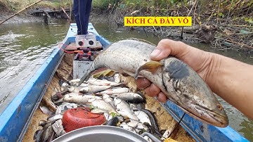 fishing | đi kích cá trúng ổ cá trắng đầy võ đò phần 1 | Hương Tràm U Minh