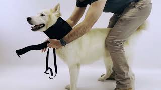 ✅ Dog immobilizer collar Ortocanis | neck stabilization | Prevents dogs from licking wounds