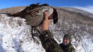 Охота на фазана в горах по первому снегу! Охота на фазана с курковкой ТОЗ 63. Охота на с дратхаарами