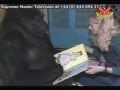 Koko, a gorillák nagykövete