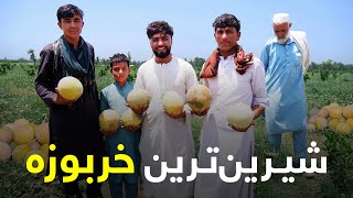 حاصلات خربوزه منطقه مارکو جلال آباد به ارزش یک و نیم میلیون افغانی