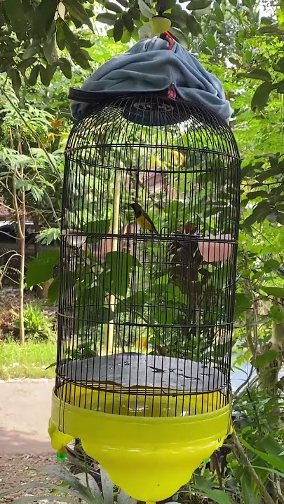 SOGON ISIAN PRENJAK #sogonisian #kicaumania #pancingansogon #suaraburung #sogonmateri