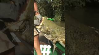 Pesce Siluro Gigante a Spinning con il rapalà