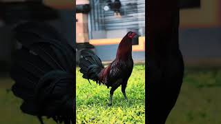 Ganteng nya Full#Ayam Jago#