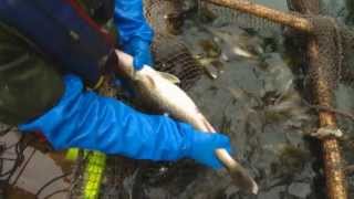 Pike River Walleye Hatchery