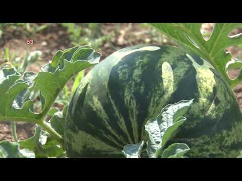 Video: Kako Uzgajati Lubenice