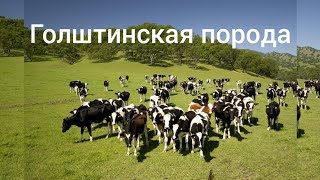 Выводка быков-производителей Голштинской породы.