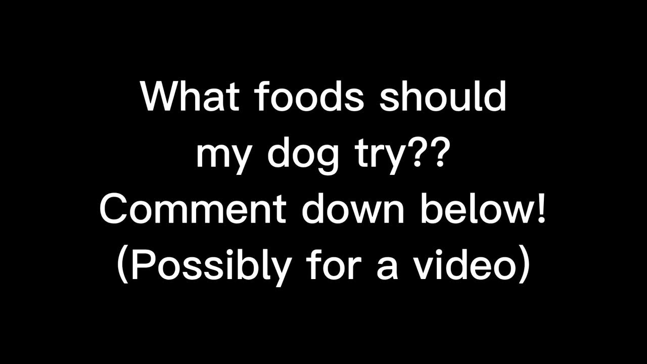 what-foods-should-my-dog-try-comment-down-below-youtube