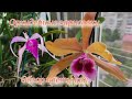 Обзор цветущих орхидей. Тенеброса, Аметист, голубой эвестрис и неизвестный сюрприз и он же пересорт