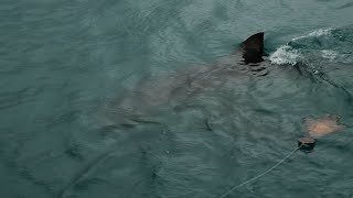 Swimmer Touches Something, Attacked by Shark