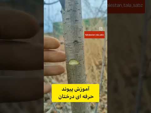این ویدیو تا آخر باید ببینی پیوند درخت توت فرنگی پیوند درخت توتنهام درختکاری 