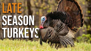 This Is How You Turkey Hunt in the Late Season