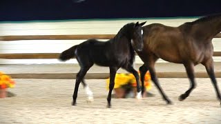 Tuxedo Isf By Laude - 2023 Kwpn-Na Keuring - Developing Dressage Horse At Iron Spring Farm