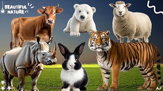 Happy animal moment: Cow, White Bear, Sheep, Tiger, Rabbit, Rhinoceros - Animals sound by Beautiful Nature 218 views 6 days ago 10 minutes, 8 seconds