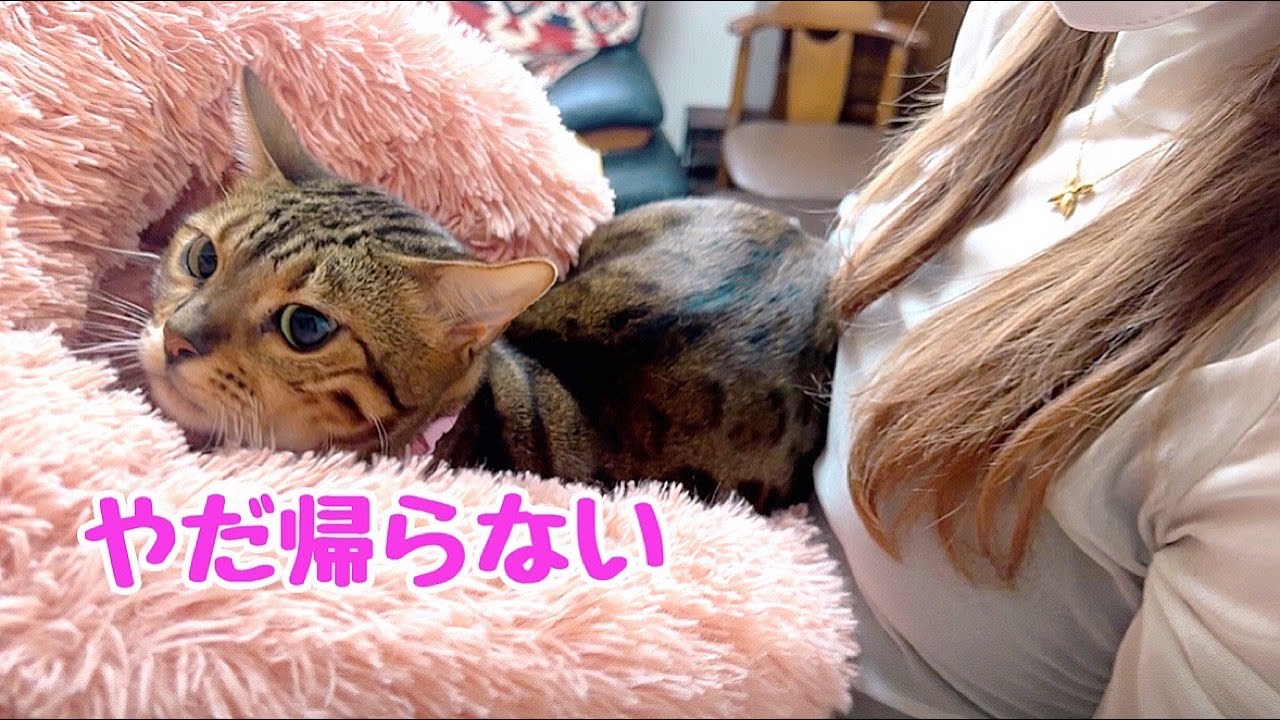 実家が気に入ってしまい帰りの車に乗車拒否する猫さん