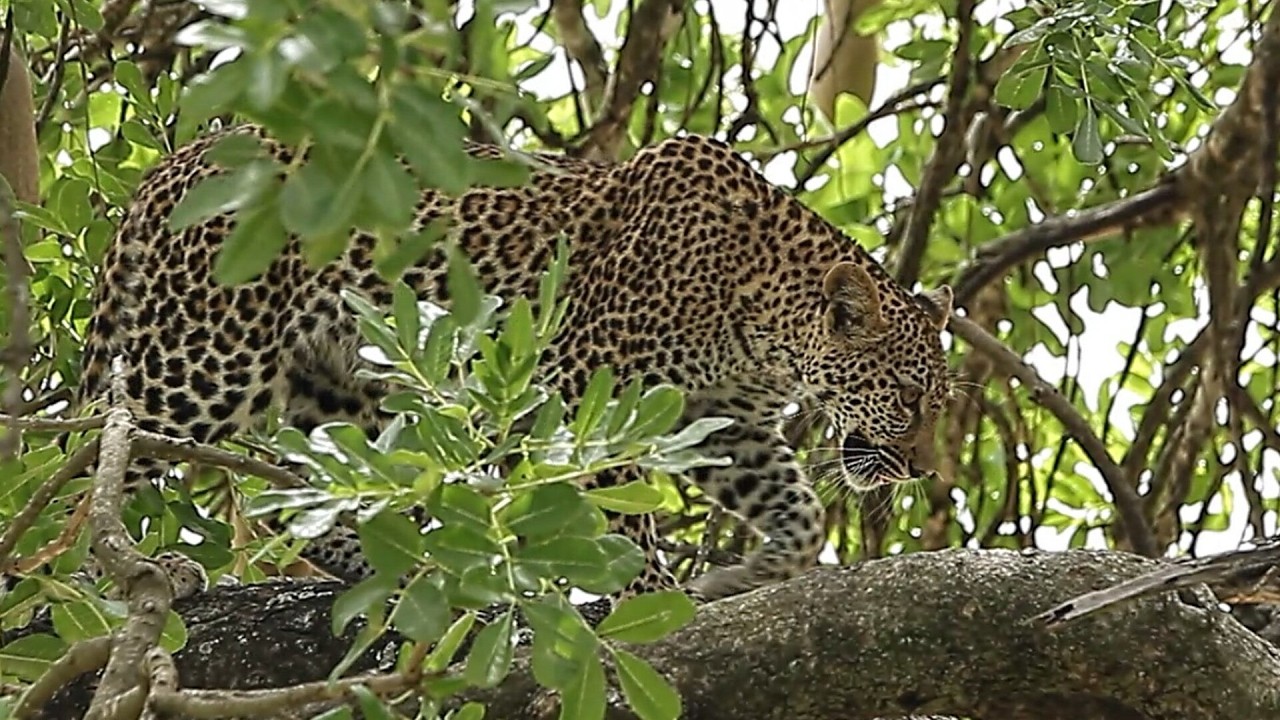 Leopard descending a tree — a still from Johan Evert's wildlife showreel