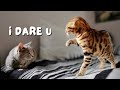Our bengal kitten tries to step up to the family cats  ep 7