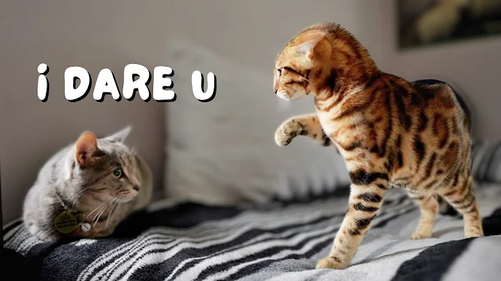Watch the video about Bengal kitten meets cats for the first time