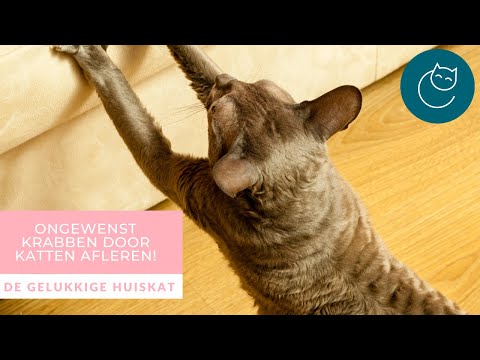 Video: Meest voorkomende problemen met Cat Potty opgelost